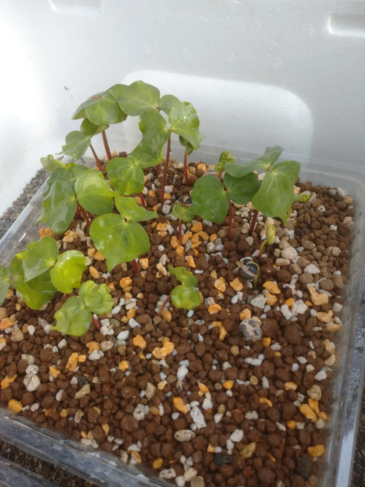 Commiphora mildbraedii (コミフォラ ミルドブラエディ ブラックバーク)
