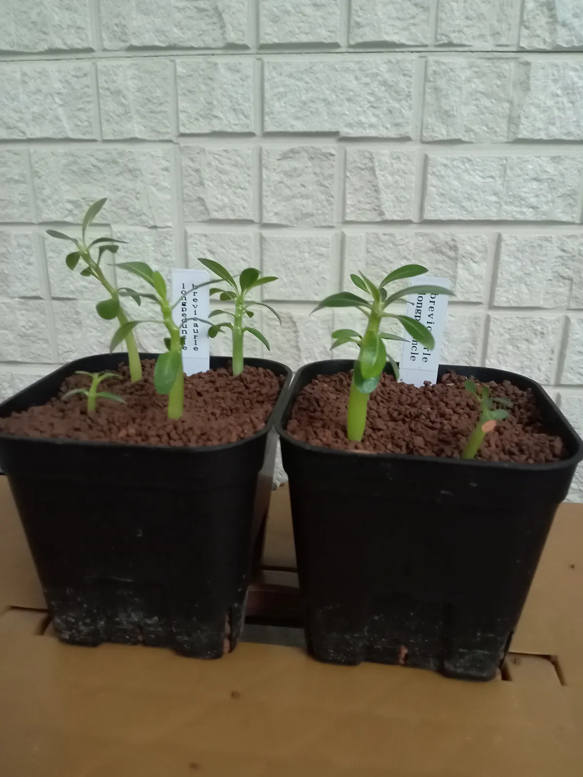 Pachypodium brevicaule (パキポディウム ブレビカウレ（長茎）)