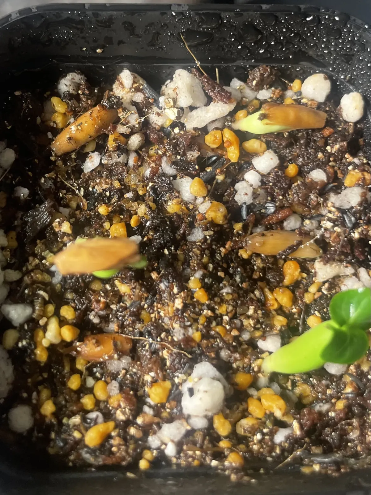 DHA Adenium thai socotranum DHA (アデニウム)