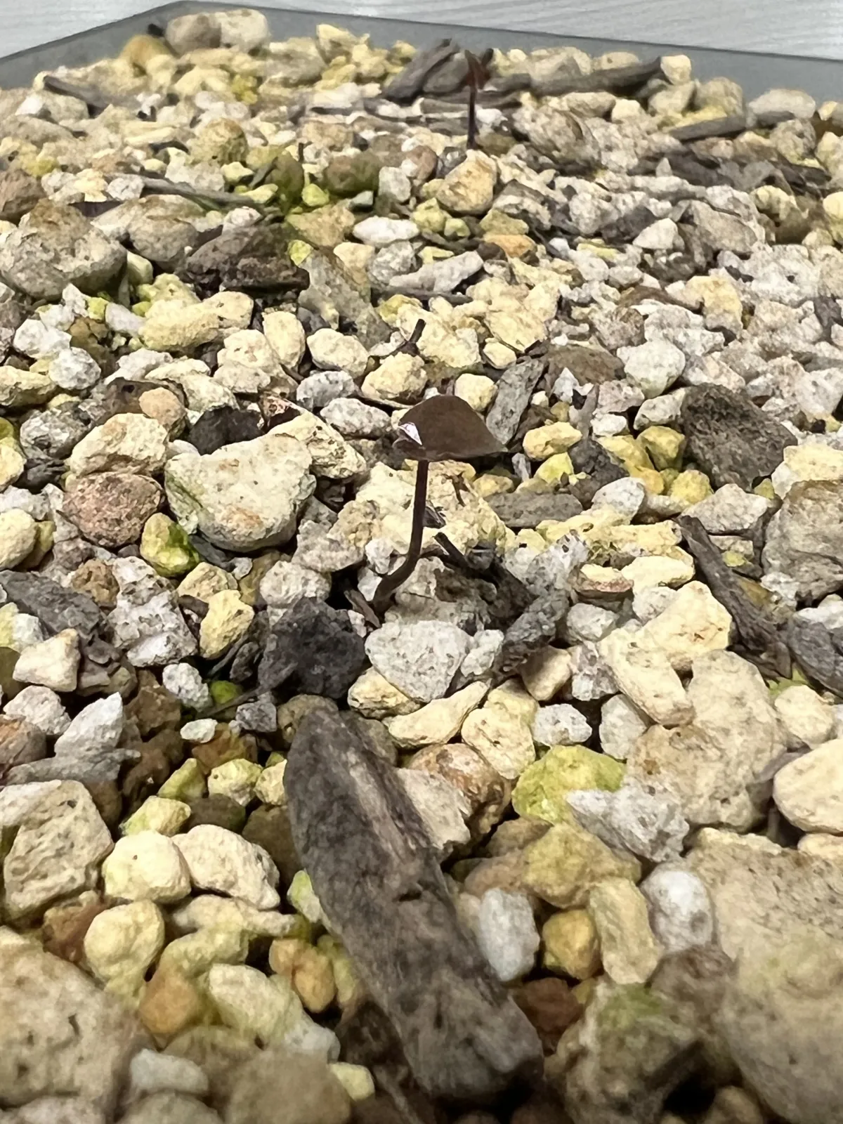 Dioscorea elephantipes (ディオスコレア エレファンティペス)