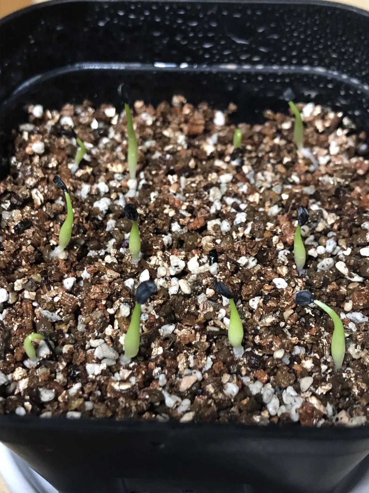 Agave victoriae-reginae ssp. victoriae-reginae (アガベ ビクトリアレジーナエ 笹の雪)