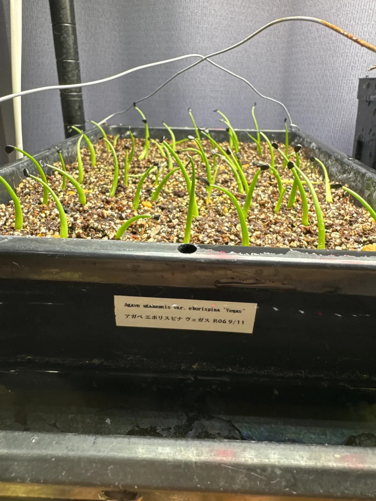 Agave utahensis var. eborispina Vegas (アガベ エボリスピナ ヴェガス)