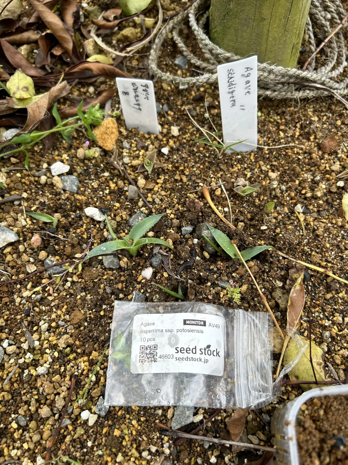 Agave asperrima subsp. asperrima (アガベ アスペリーマ)