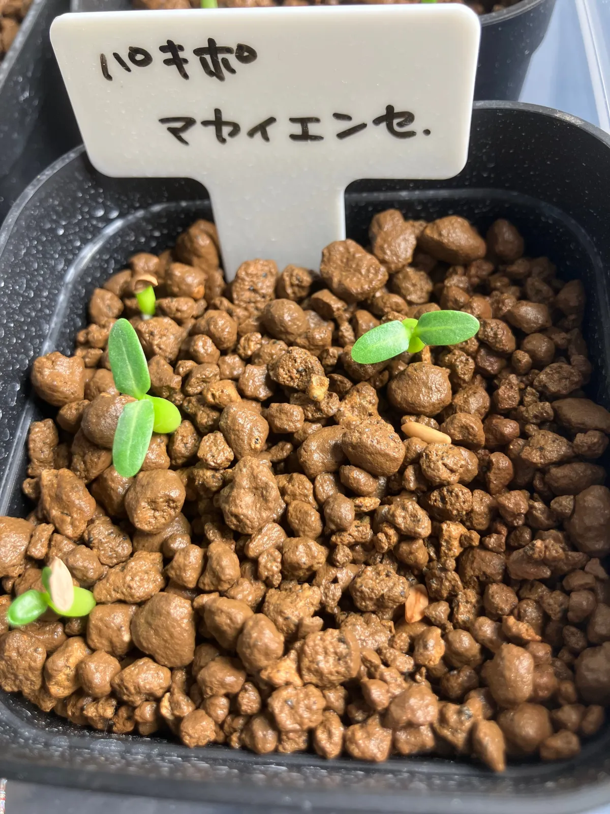 Pachypodium rosulatum ssp. makayense (パキポディウム マカイエンセ)