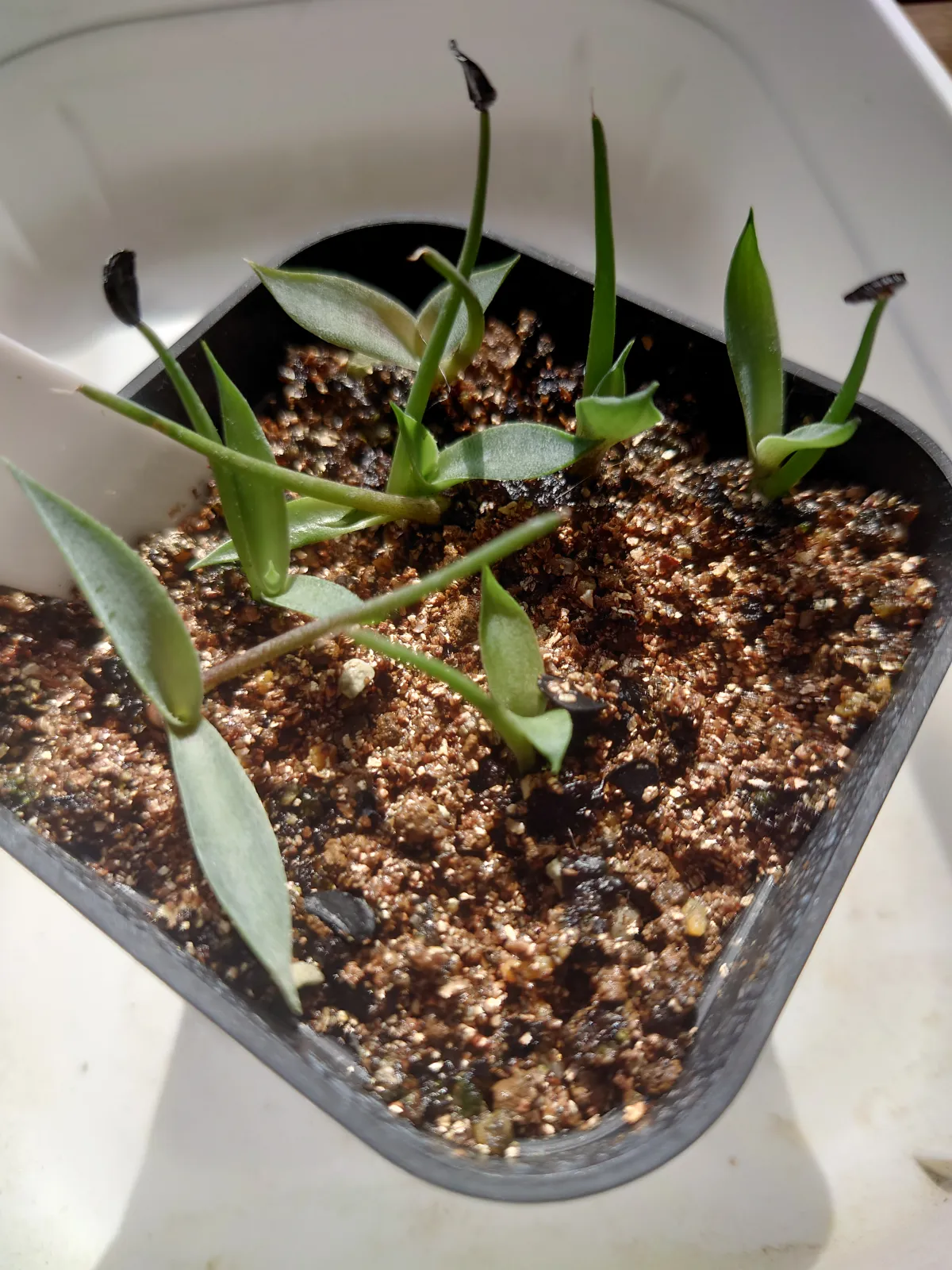 Agave inaequidens subsp. barrancensis (アガベ バランセンシス)