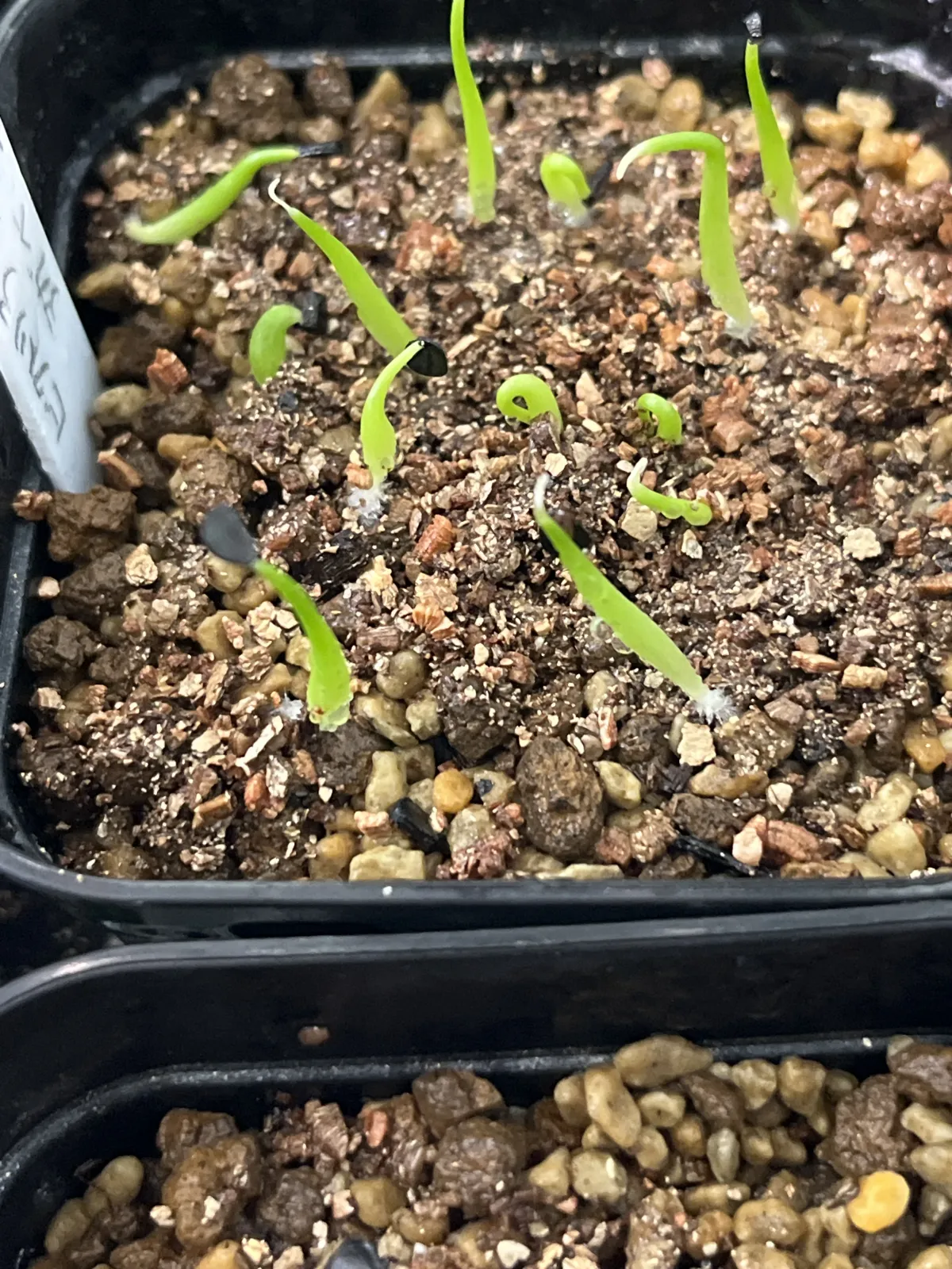 Agave victoriae-reginae ssp. swobodae (アガベ スワボダエ コンパクタ)