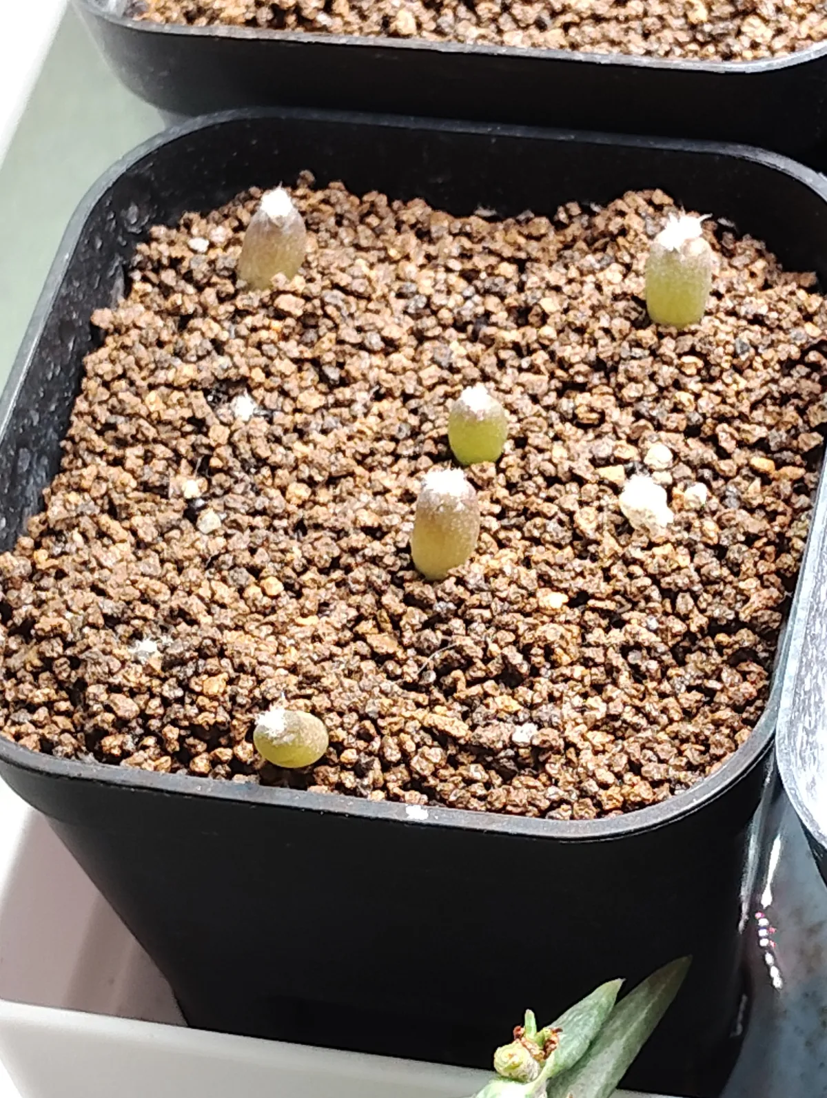 Echinocactus platyacanthus (エキノカクタス プラティアカンサス)