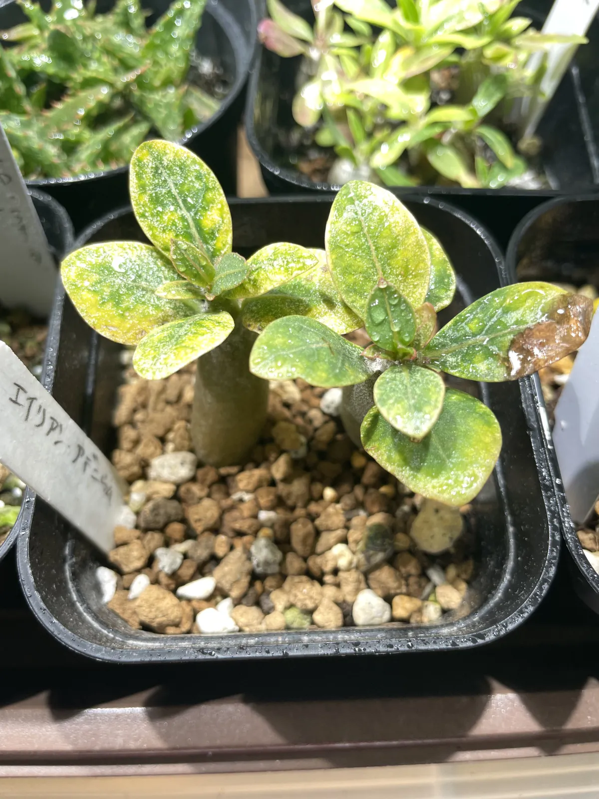 Adenium arabicum Alien (アデニウム エイリアン)