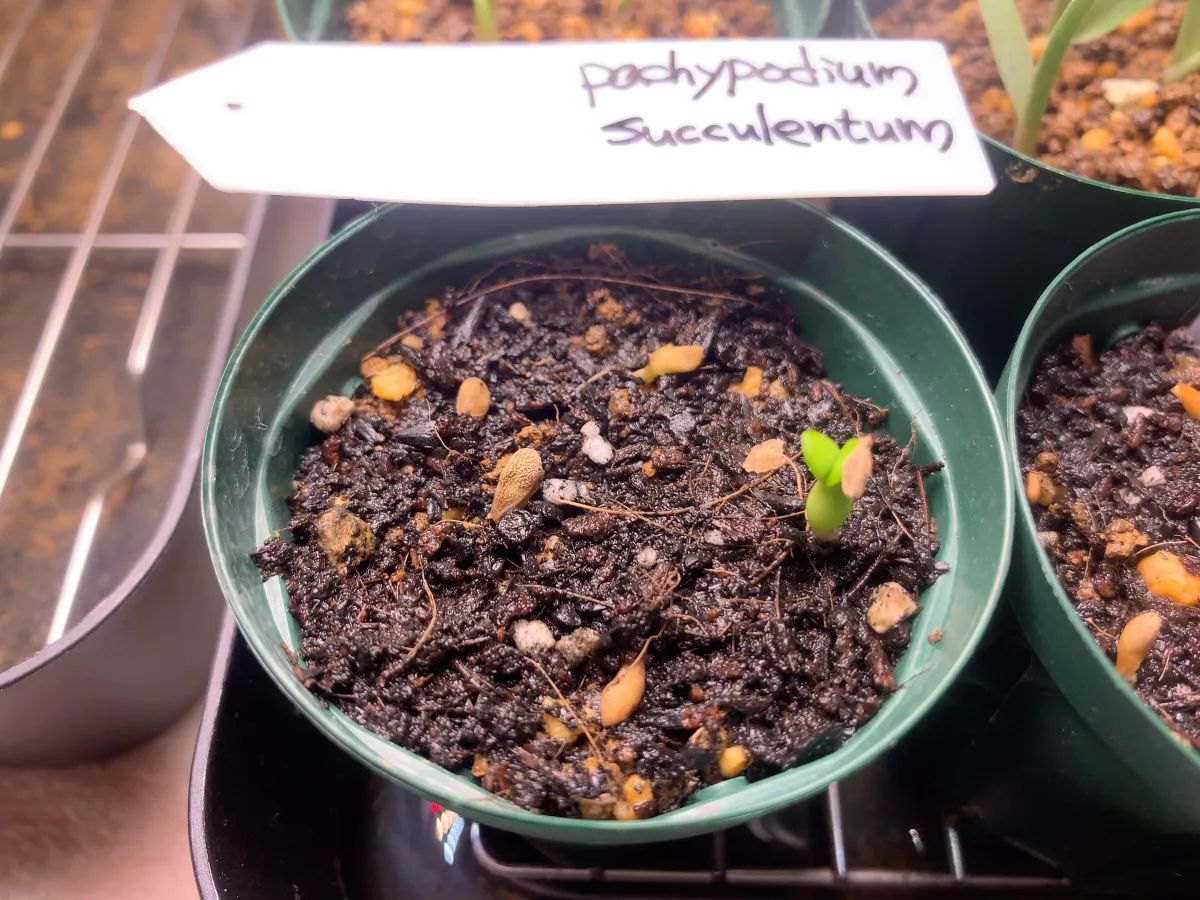 Pachypodium succulentum (パキポディウム サキュレンタム)