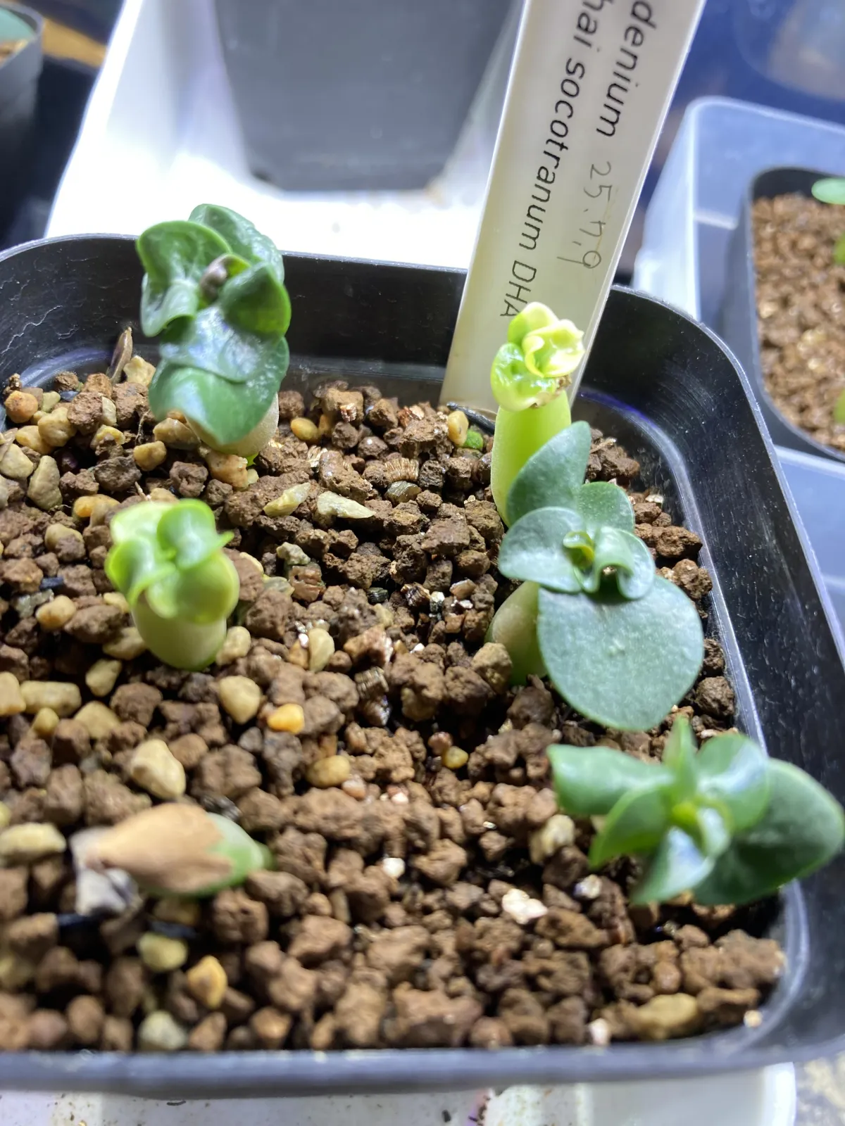 DHA Adenium thai socotranum DHA (アデニウム)
