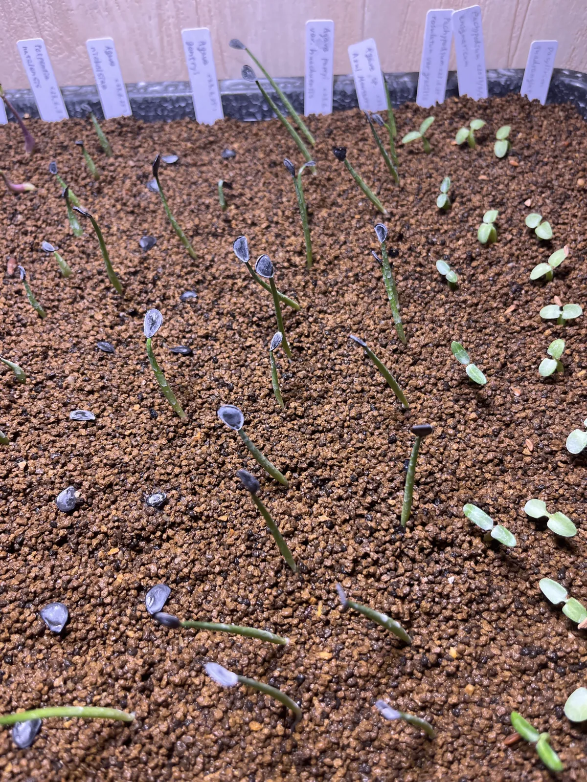 Agave parryi var. huachusensis (アガベ フアチュセンシス)