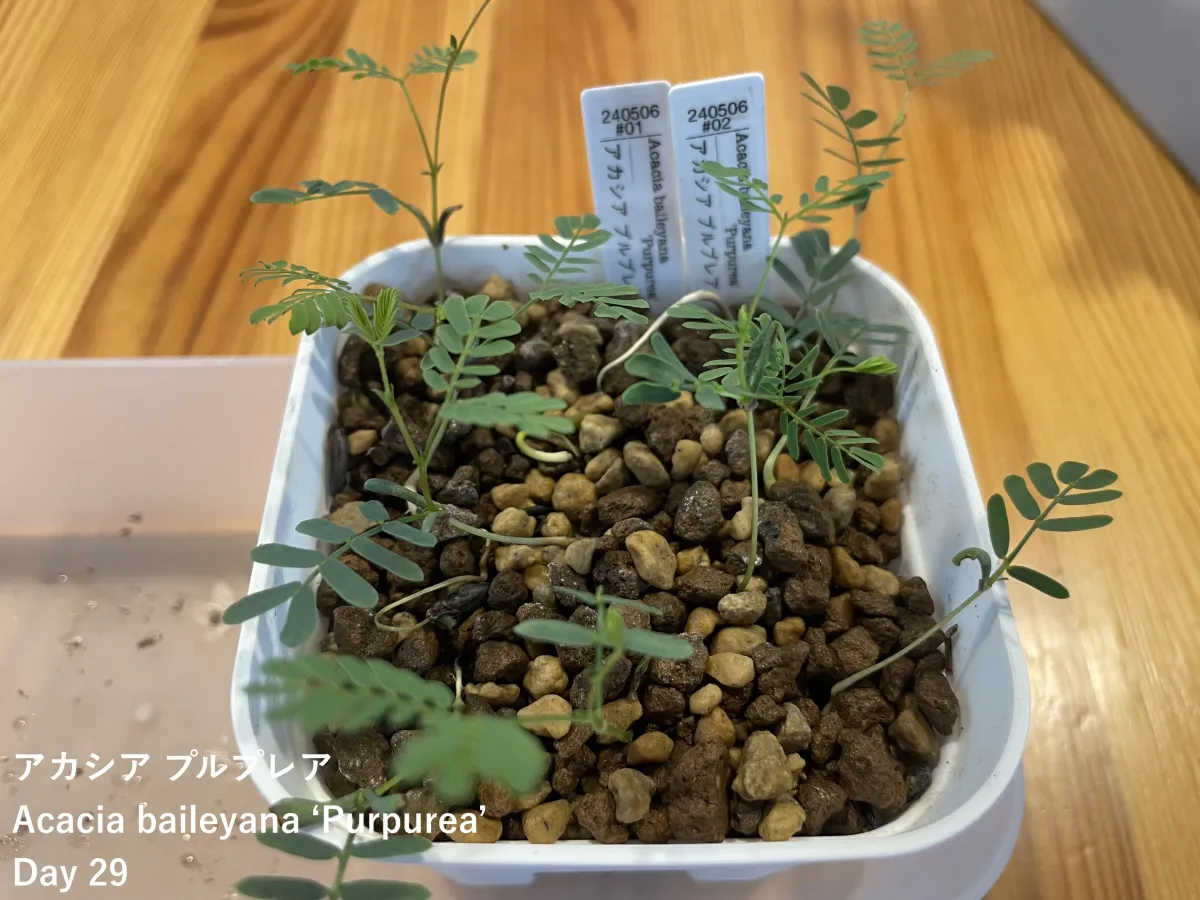 Acacia baileyana (アカシア プルプレア)