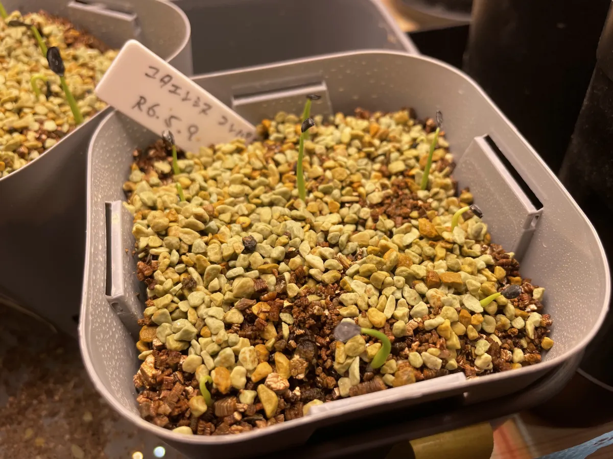 Agave utahensis ssp. utahensis Compacta (アガベ ユタエンシスコンパクタ)