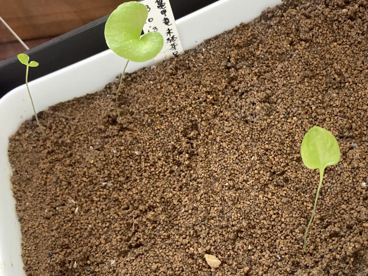 Dioscorea elephantipes ([チャレンジ種子] 亀甲竜)
