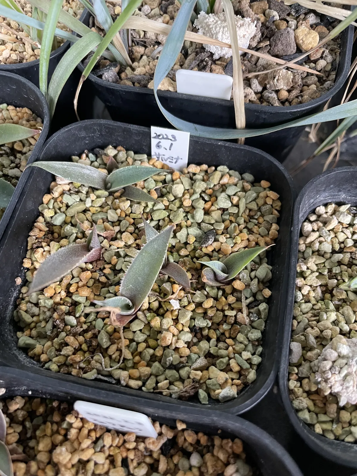 Agave salmiana ssp. salmiana (アガベ サルミアナ)