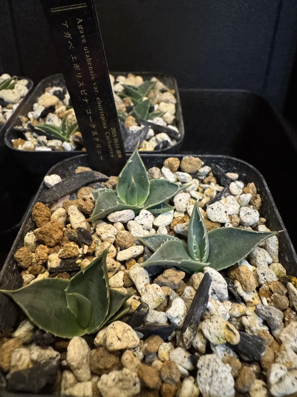 Agave utahensis var. eborispina Corkscrew (アガベ ユタエンシスコークスクリュー)