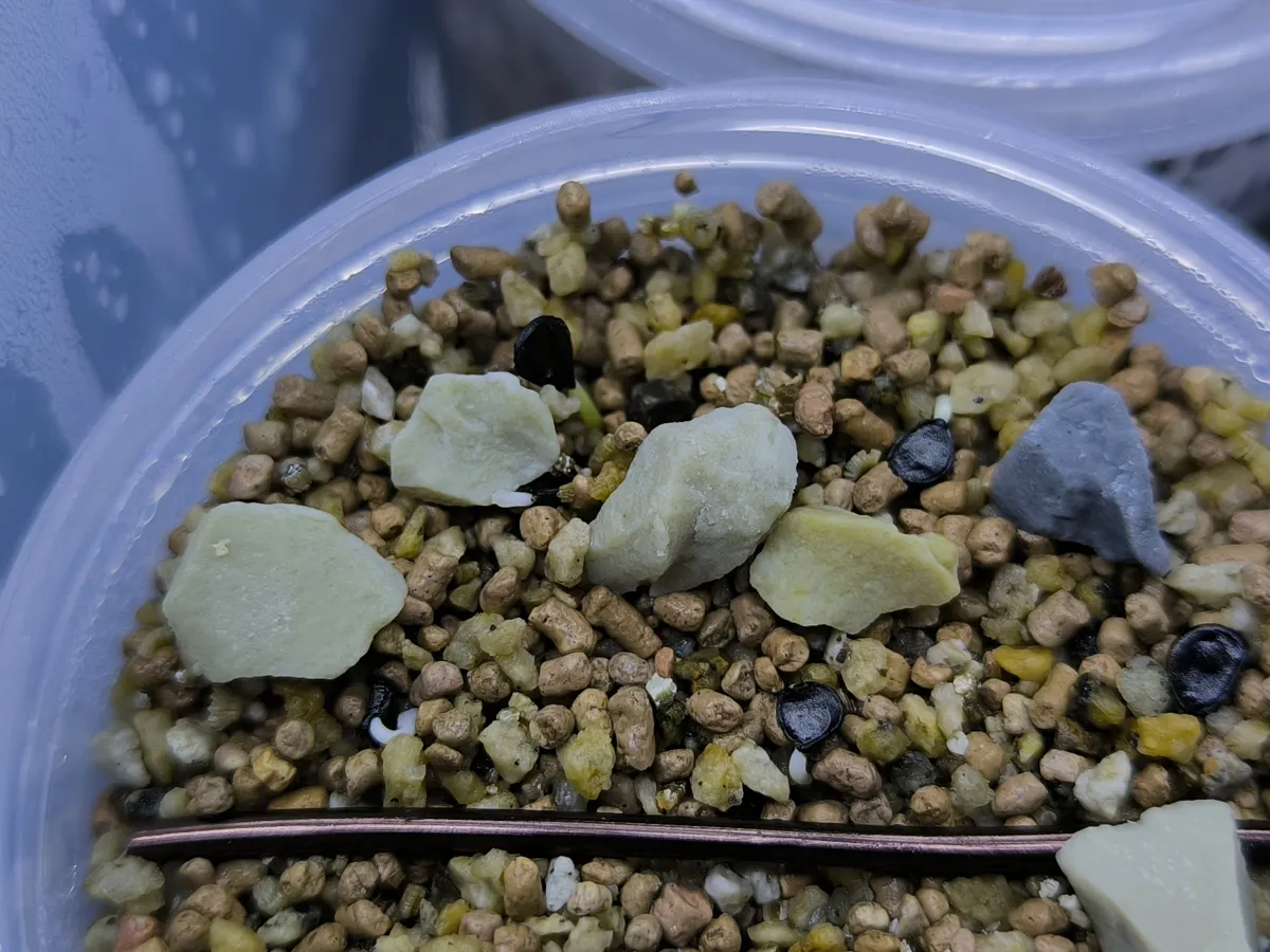 Agave utahensis var. eborispina (アガベ エボリスピナ ヘイフォード)
