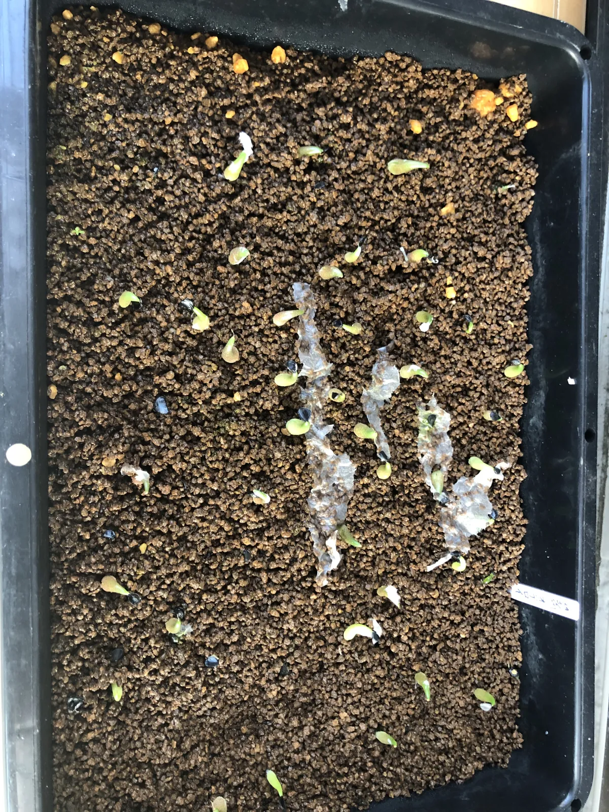 Agave oteroi Lot. (アガベ オテロイ)