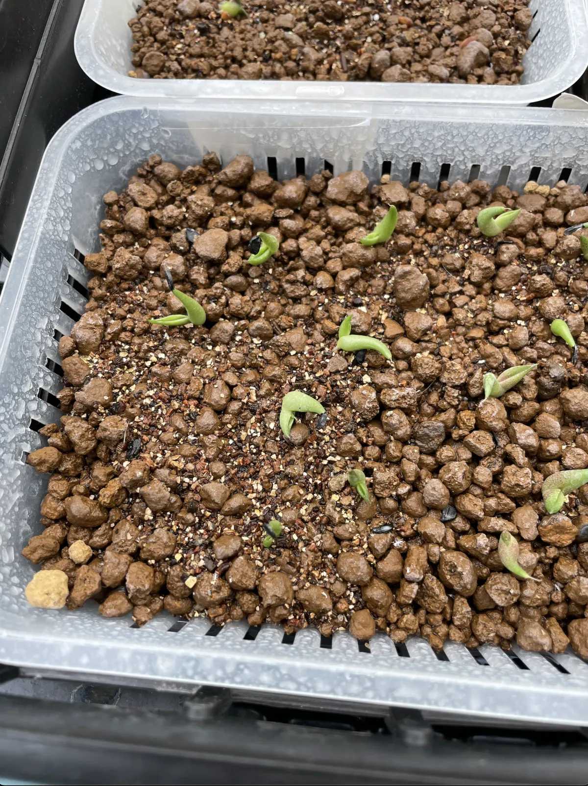 Agave victoriae-reginae ssp. victoriae-reginae (アガベ ビクトリアレジーナエ 笹の雪)
