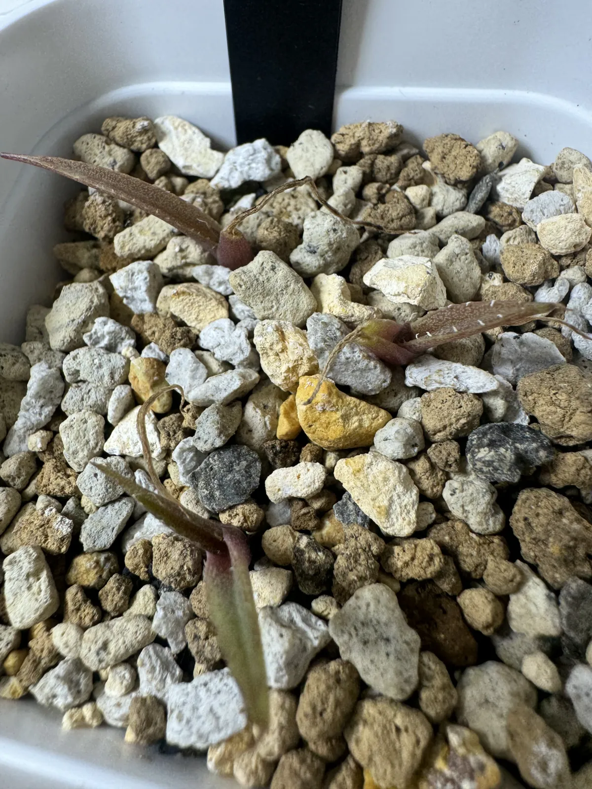 Agave ghiesbreghtii (アガベ パルプソーラム)