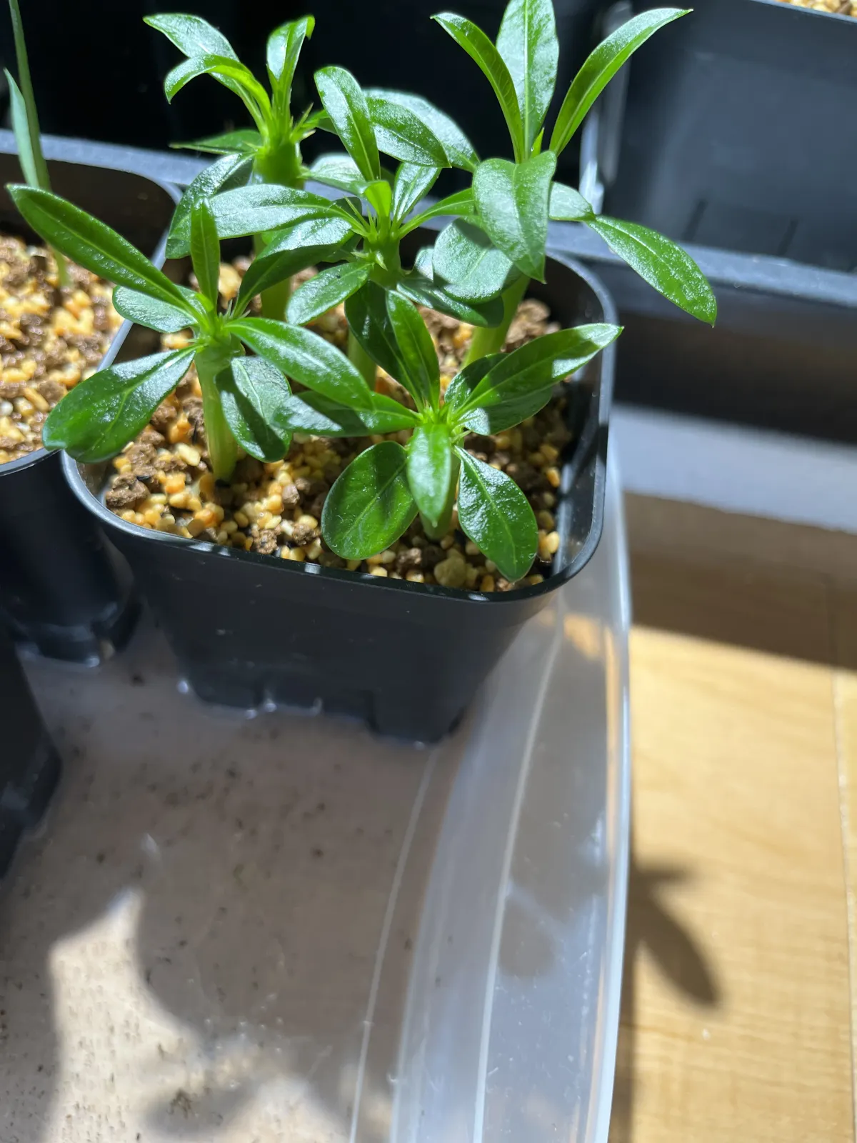 Pachypodium lamerei (パキポディウム ラメレイ)