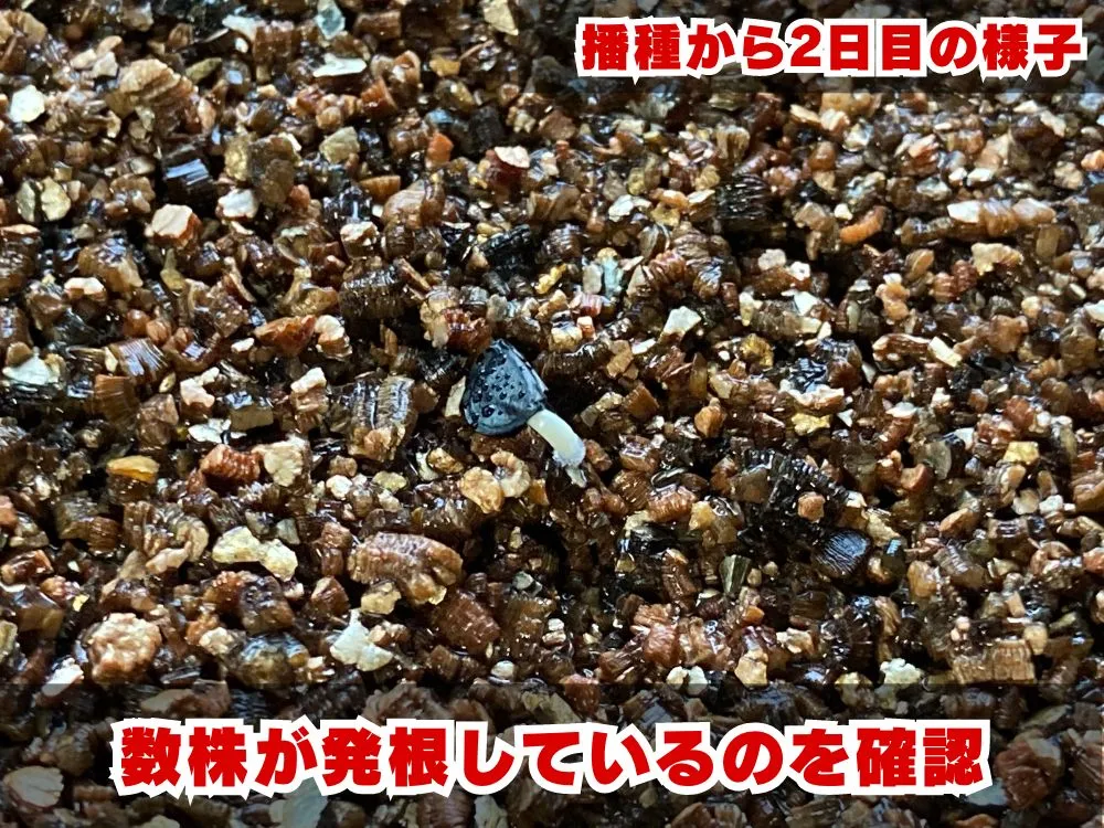 Agave oteroi Lot. (アガベ オテロイ)