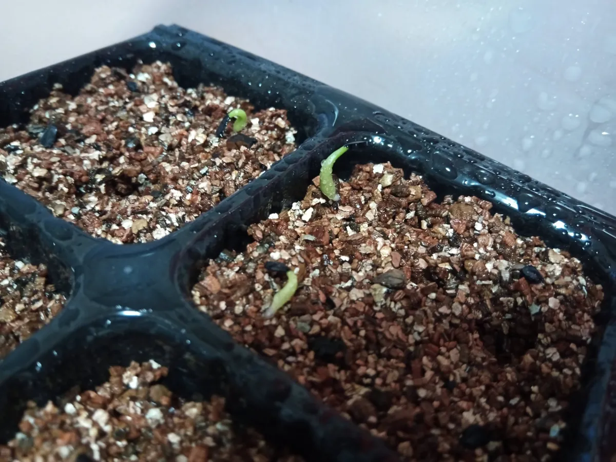 Agave titanota Blue Lot. (アガベ チタノタブルー)