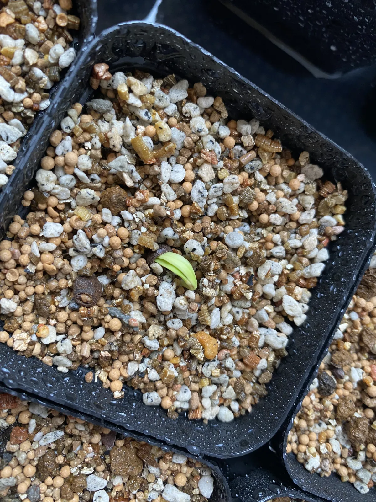 Operculicarya pachypus Lot. (オペルクリカリア パキプス)