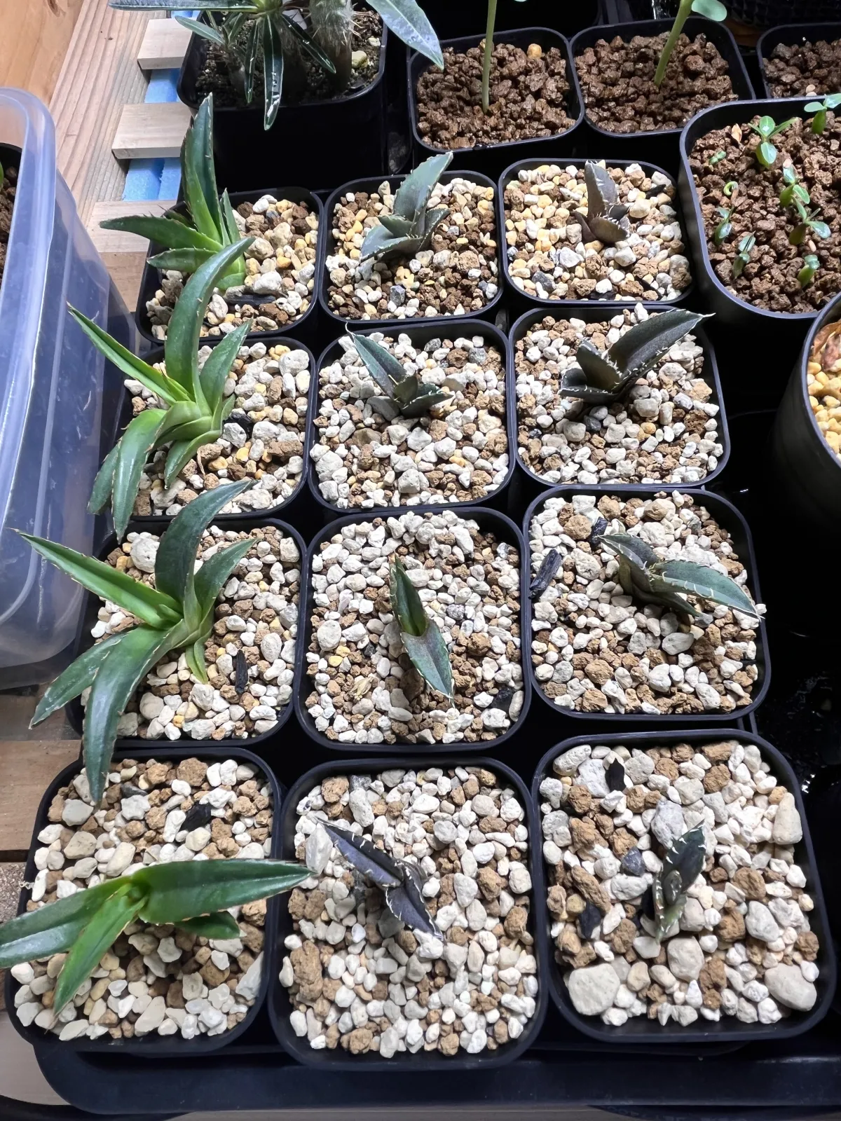 Agave victoriae-reginae ssp. victoriae-reginae (アガベ ビクトリアレジーナエ 笹の雪)