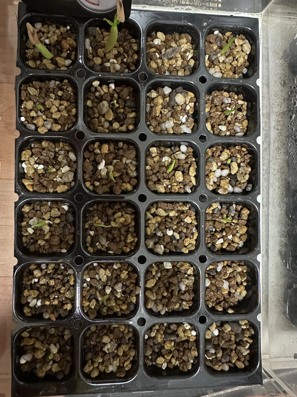 Agave oteroi Lot. (アガベ オテロイ)