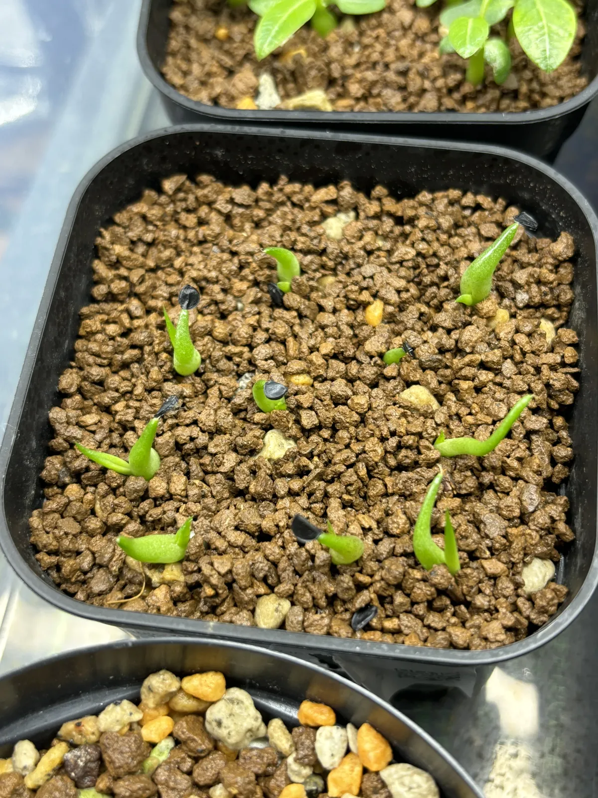 Agave oteroi Lot. (アガベ オテロイ)