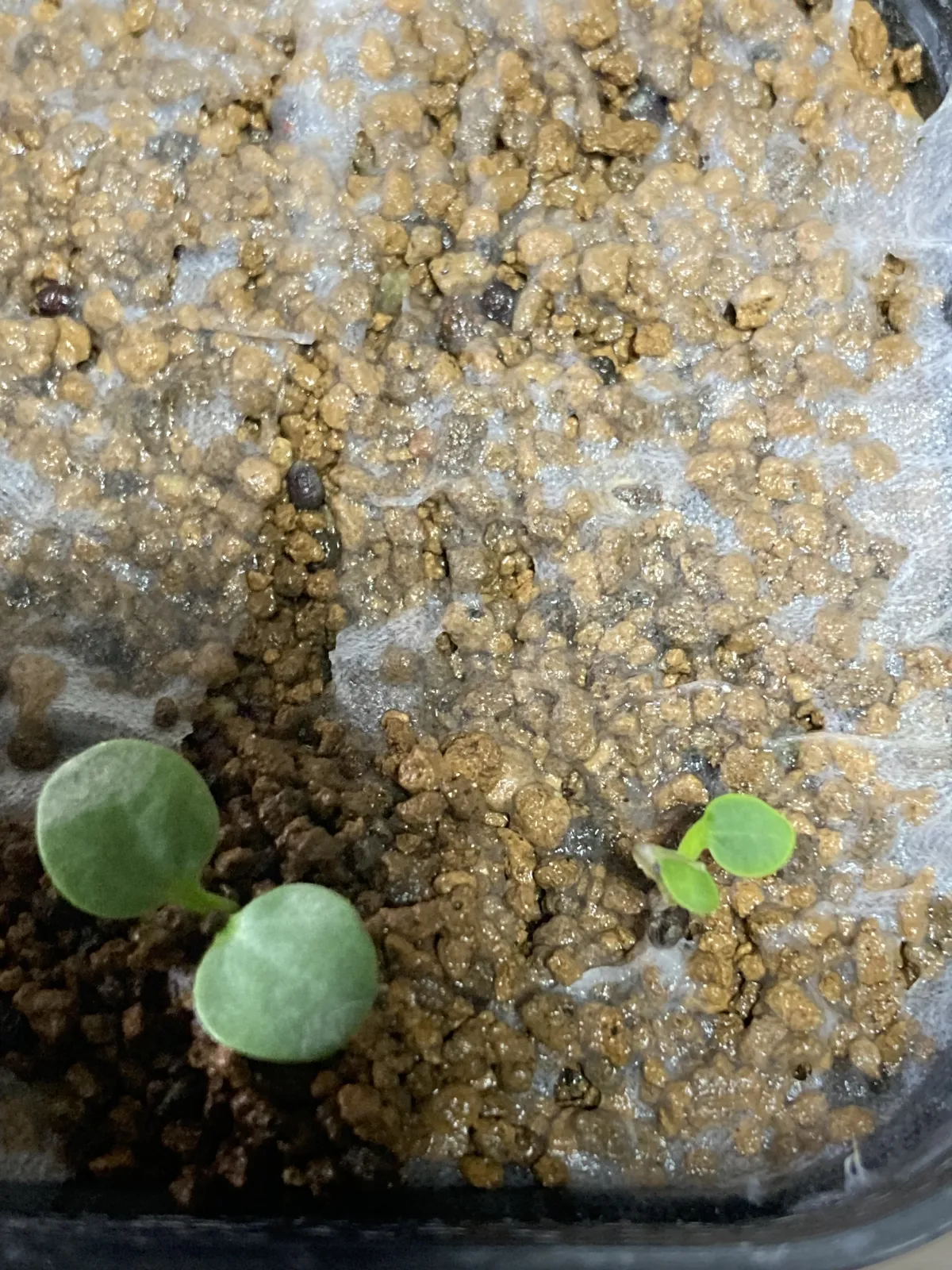 Euphorbia primulifolia (ユーフォルビア プリムリフォリア)