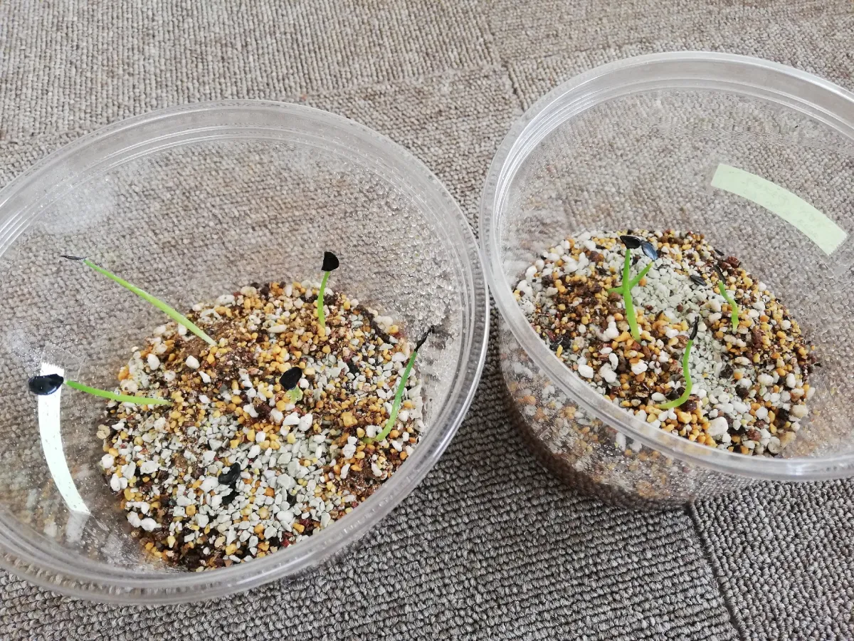 Agave salmiana ssp. crassispina (アガベ サルミアナ クラシスピナ)