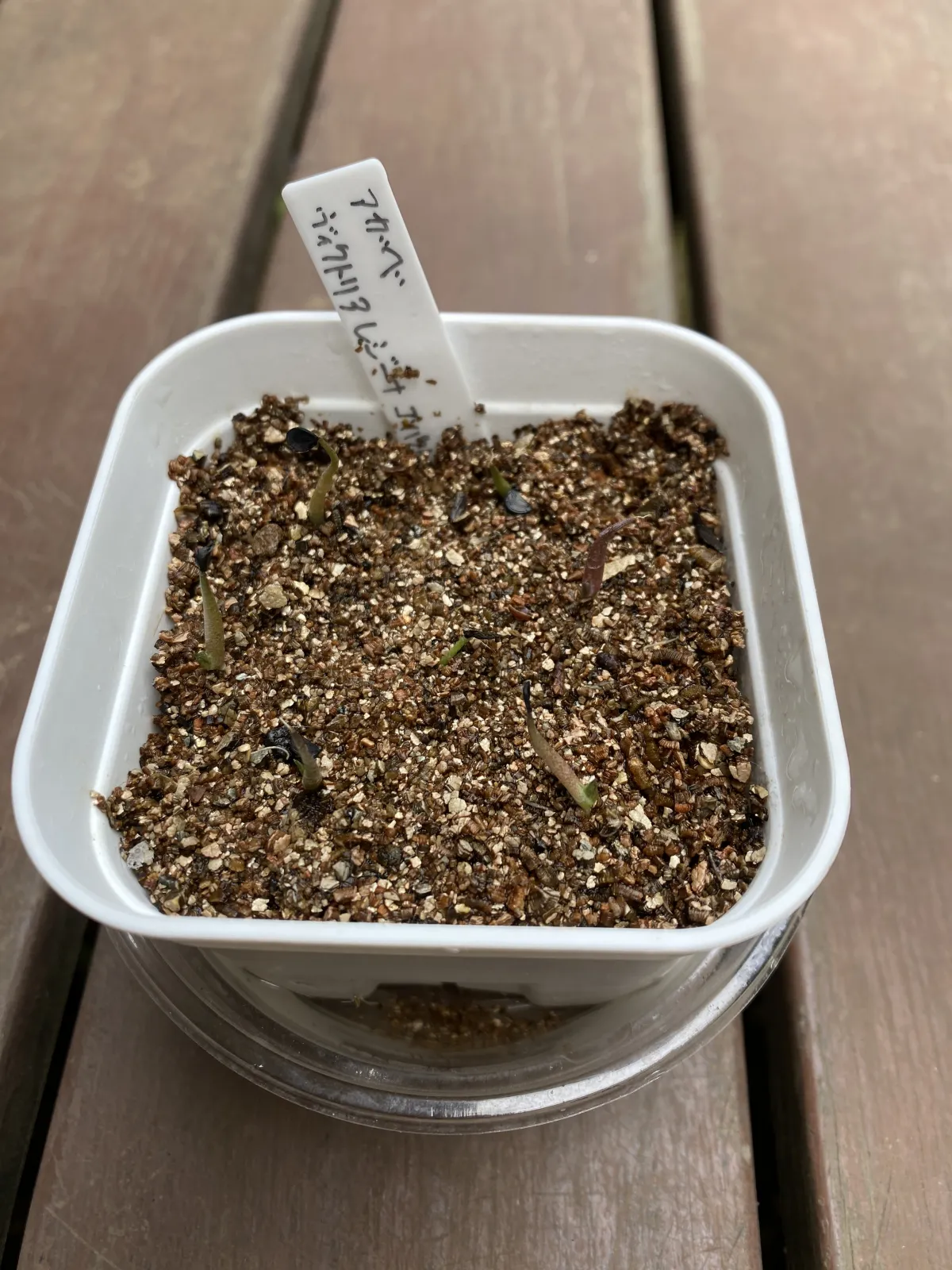 Agave victoriae-reginae var. compact (アガベ ビクトリアレジーナコンパクト)