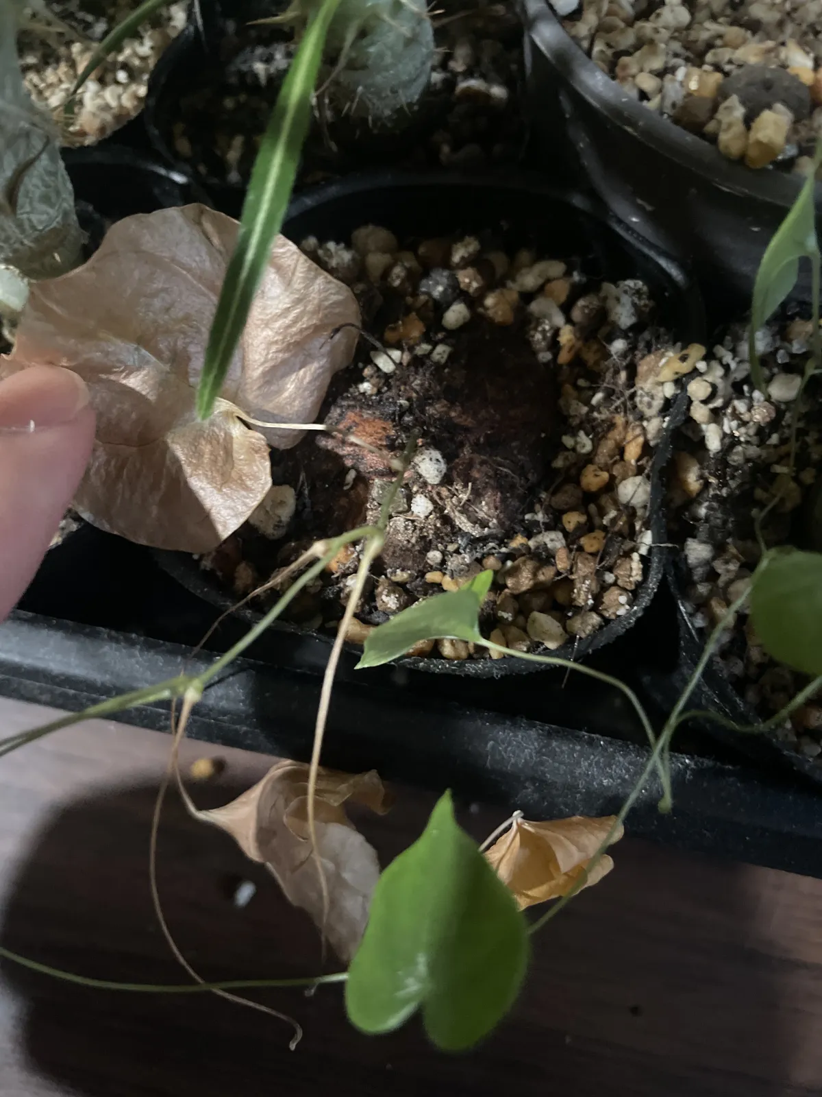 Dioscorea elephantipes Lot. (ディオスコレア エレファンティペス)