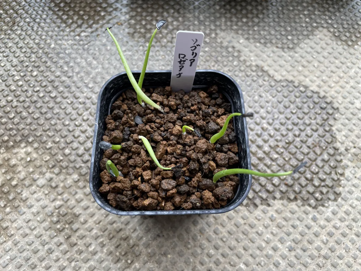 Agave sobria ssp. roseana (アガベ ソブリア ロゼアナ)