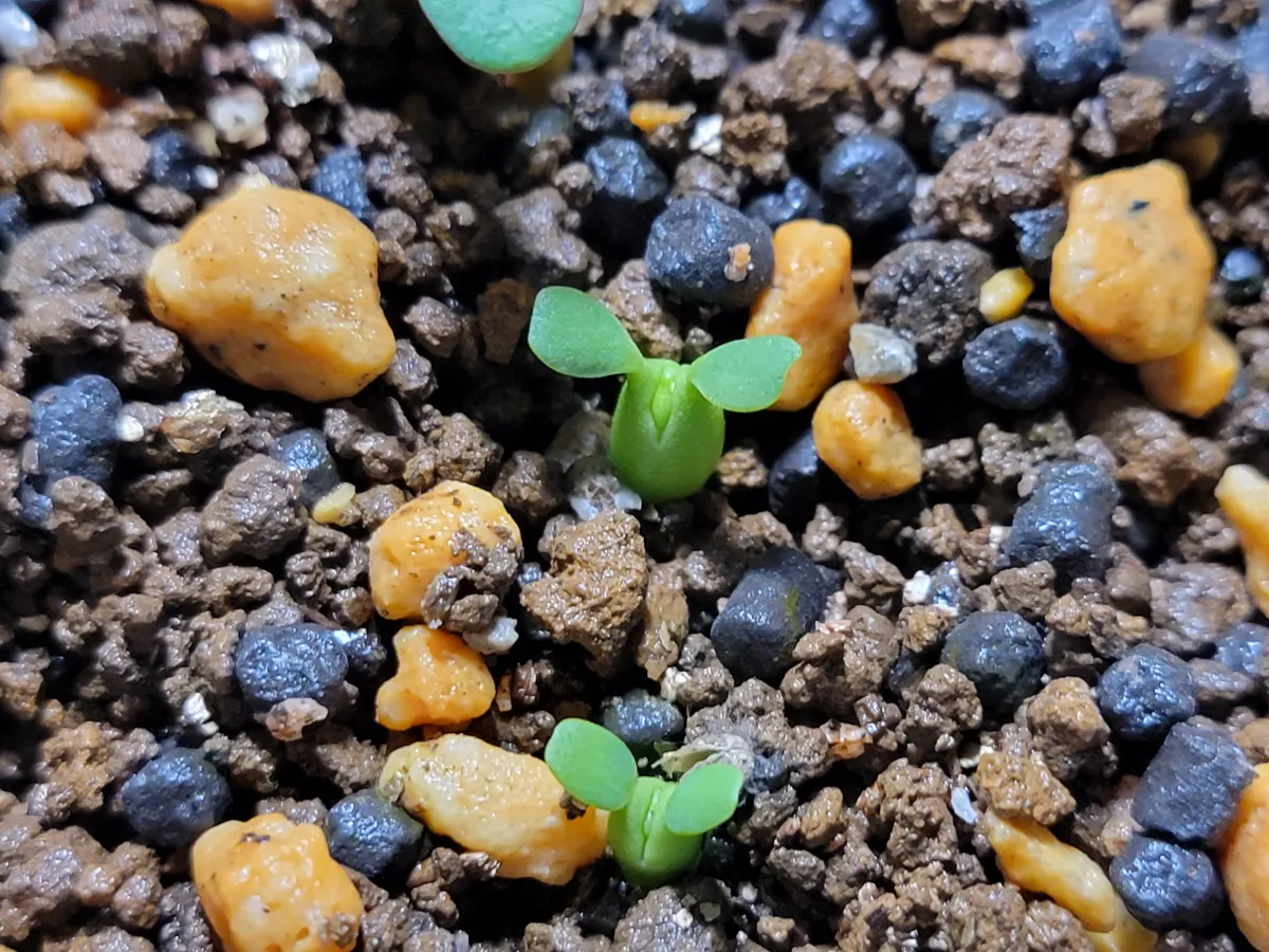 Euphorbia obesa (ユーフォルビア オベサ)