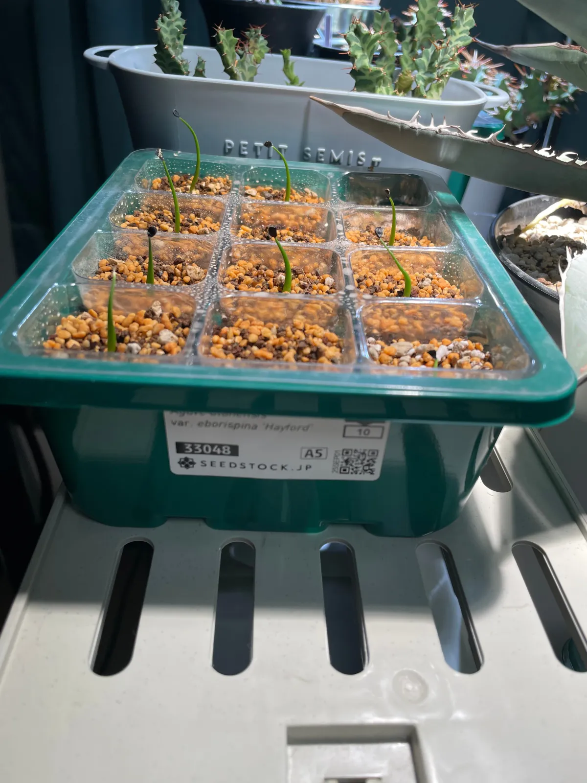Agave utahensis var. eborispina (アガベ エボリスピナ ヘイフォード)