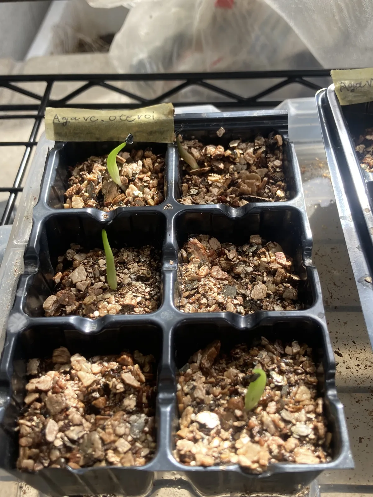 Agave oteroi Lot. (アガベ オテロイ)