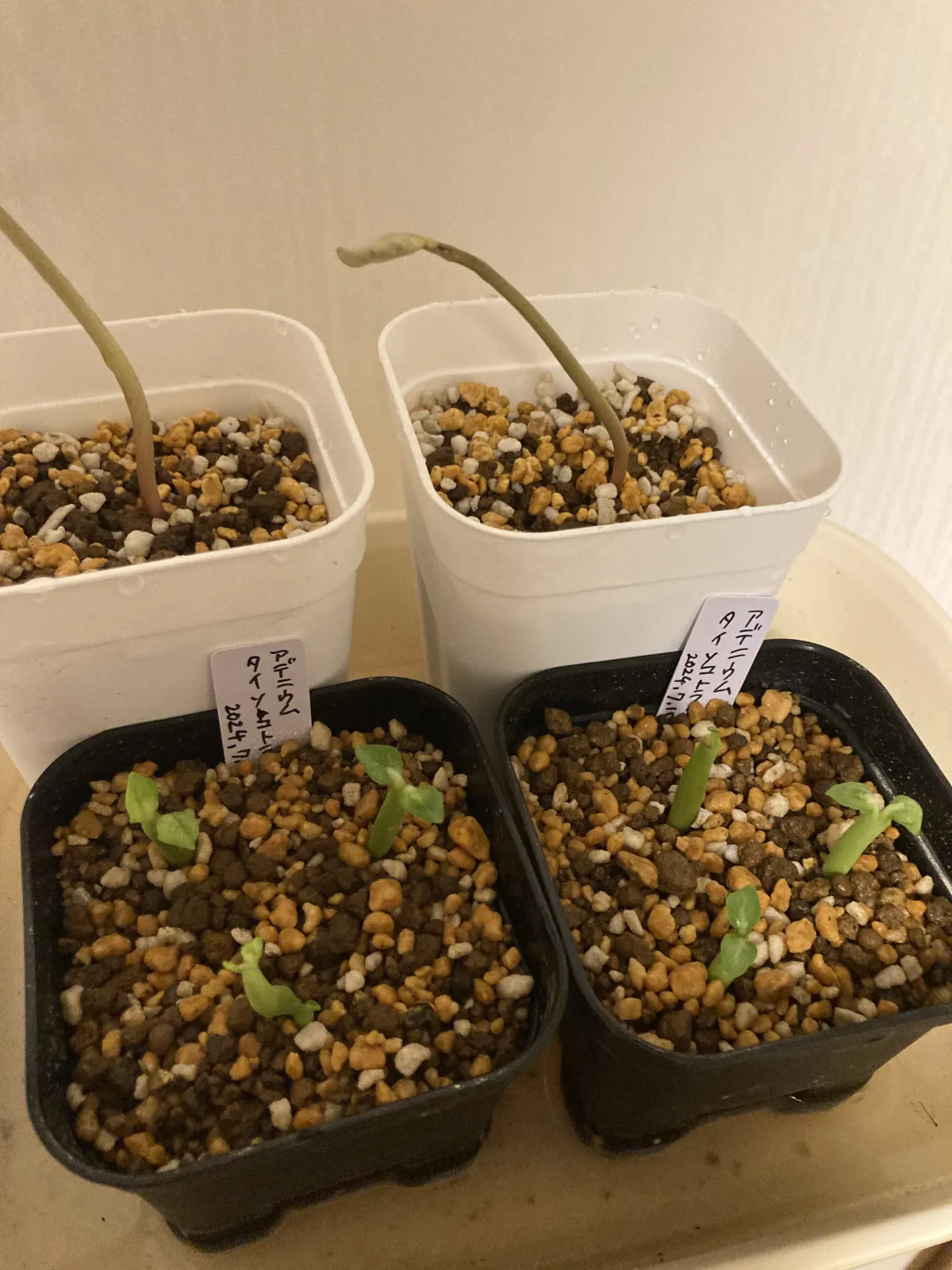 KHZ Adenium thai socotranum KHZ (アデニウム タイ ソコトラナム)