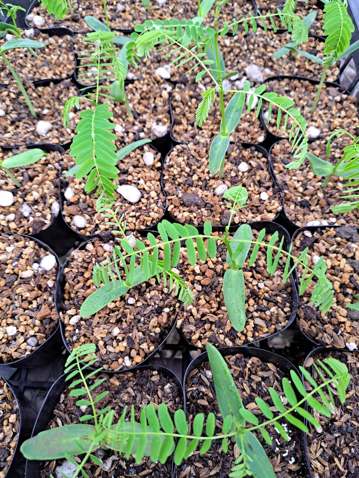 Delonix regia (デロニクス レジア 鳳凰木)