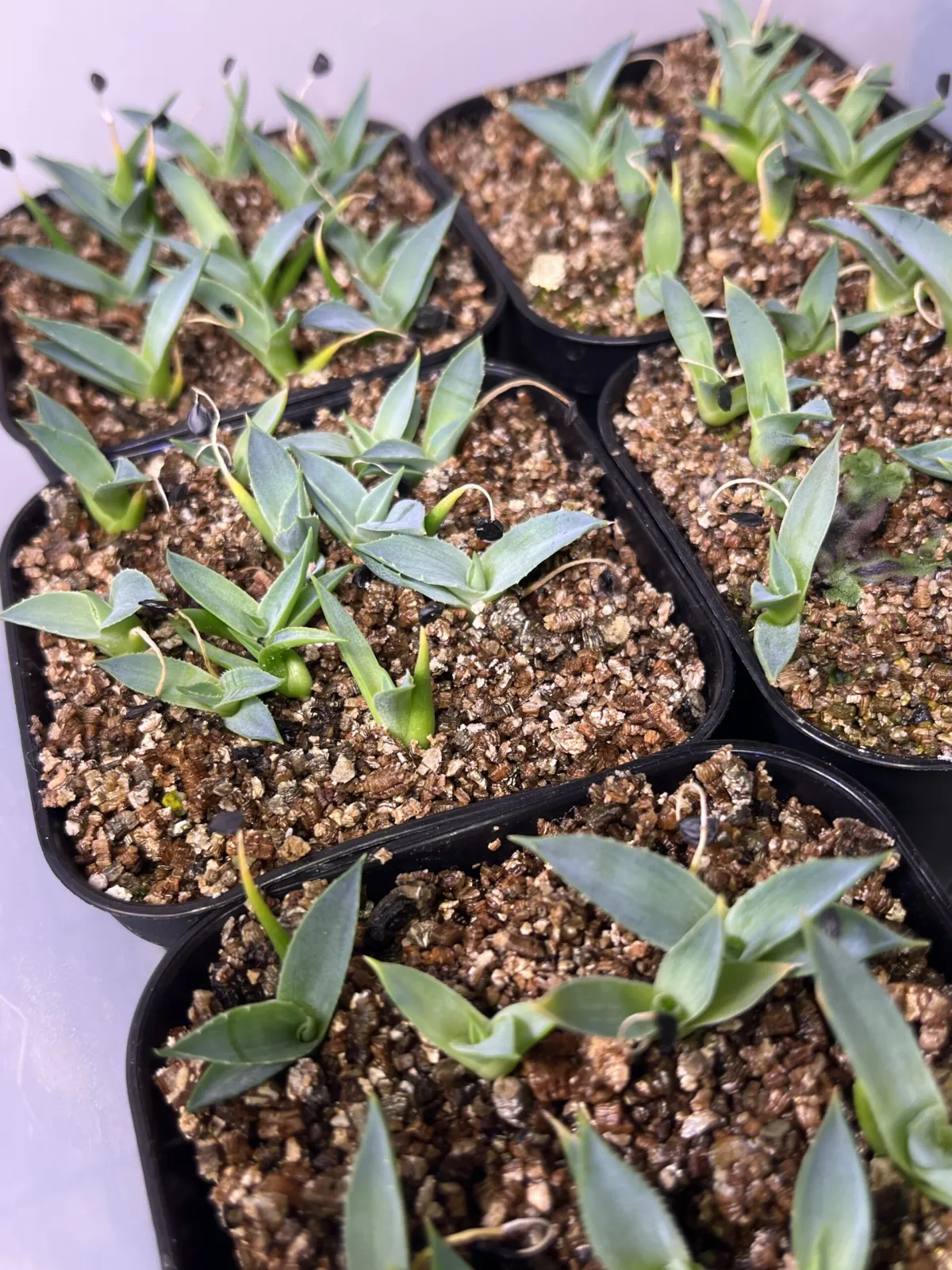 Agave utahensis nevadensis (アガベ ネヴァデンシス)