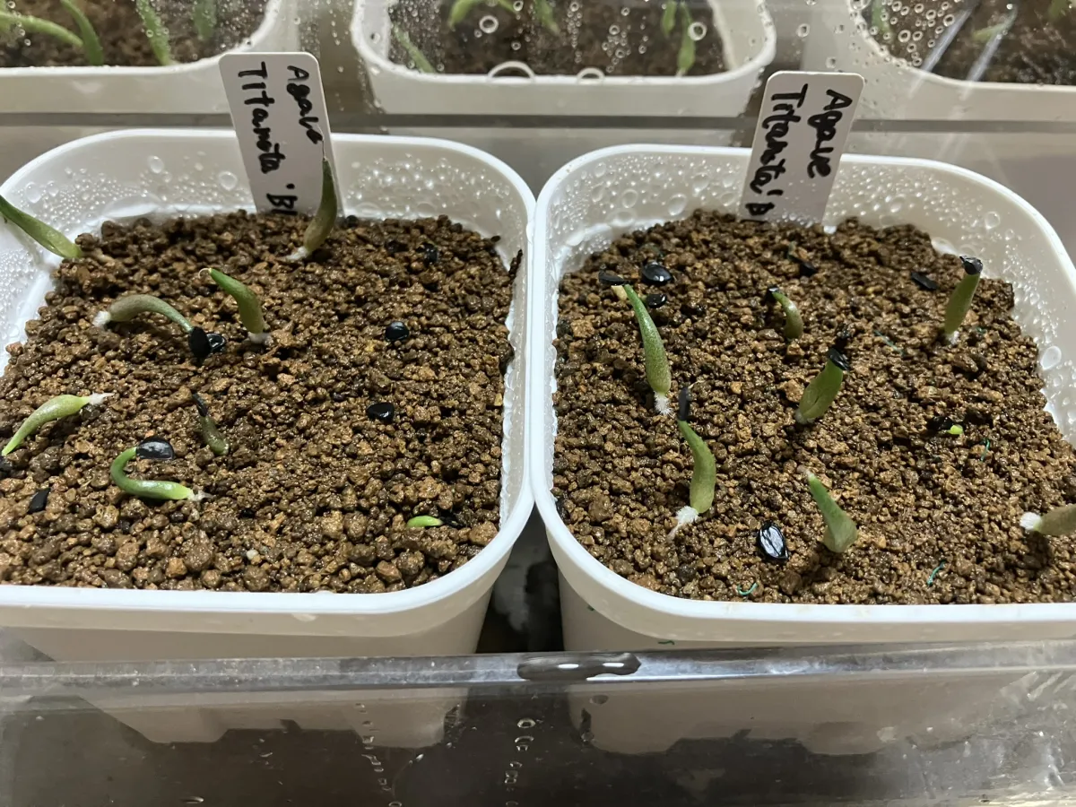 Agave titanota Blue Lot. (アガベ チタノタブルー)
