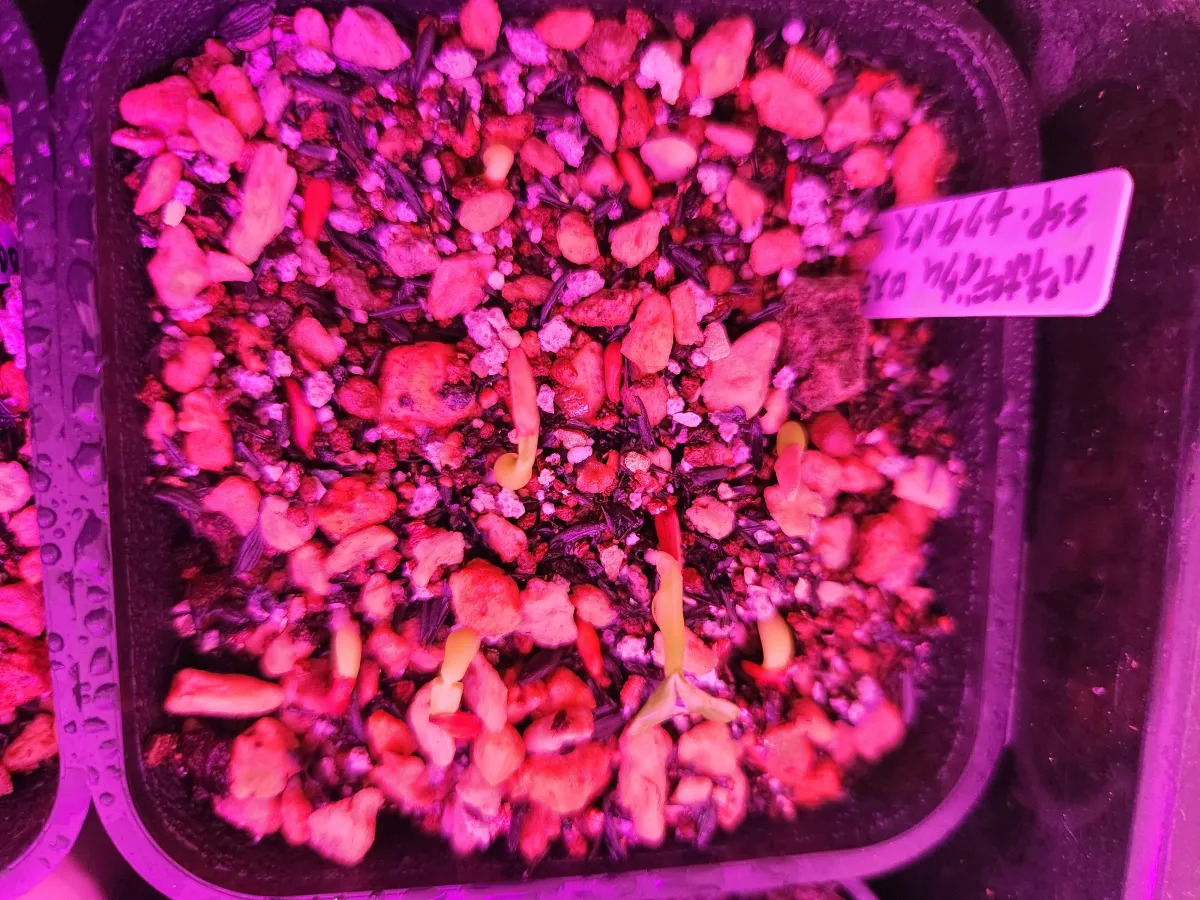 Pachypodium rosulatum ssp. cactipes (パキポディウム カクチペス)
