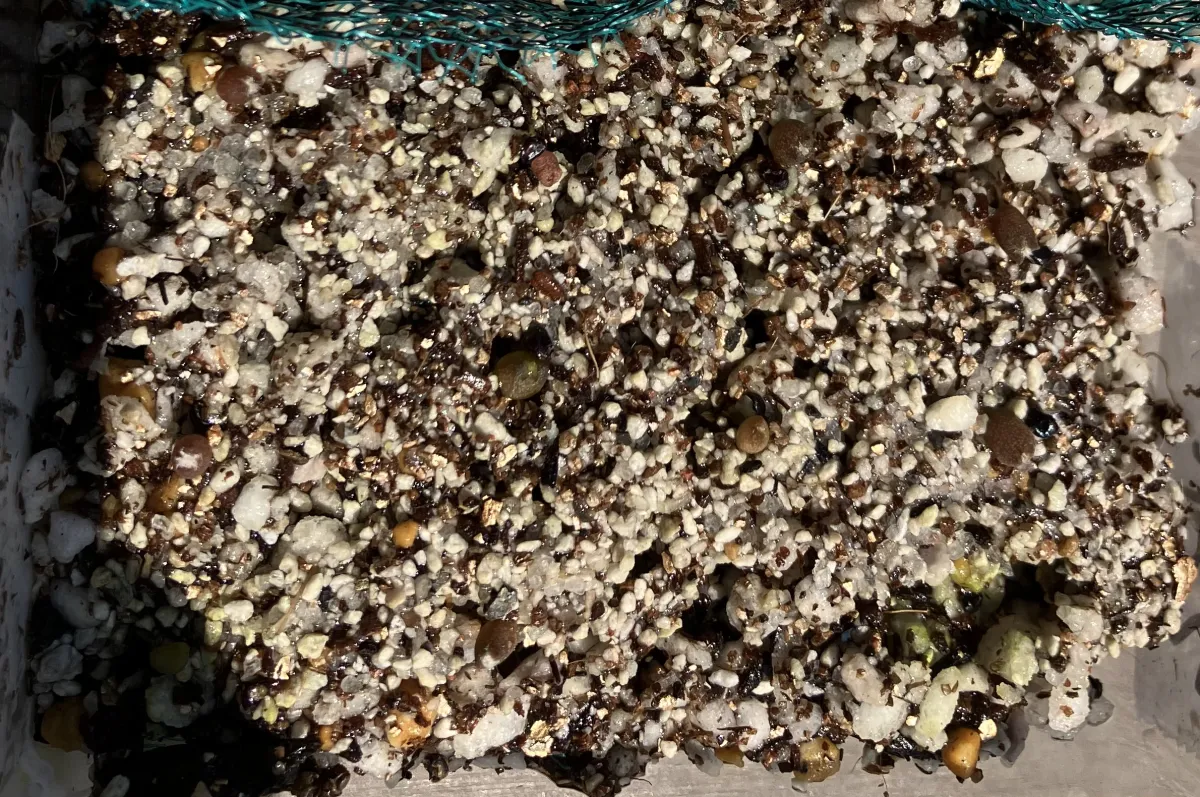 Astrophytum myriostigma (アストロフィツム ミリオスティグマ)