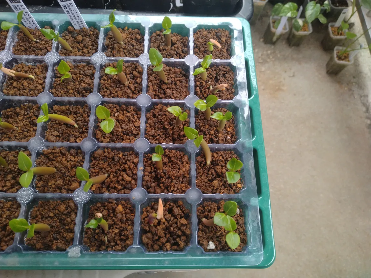 YLB Adenium arabicum Yak Lop Buri (アデニウム アラビカム)