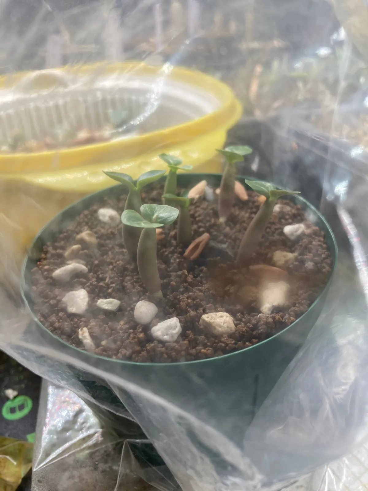 Adenium DDC X Super red (アデニウム)
