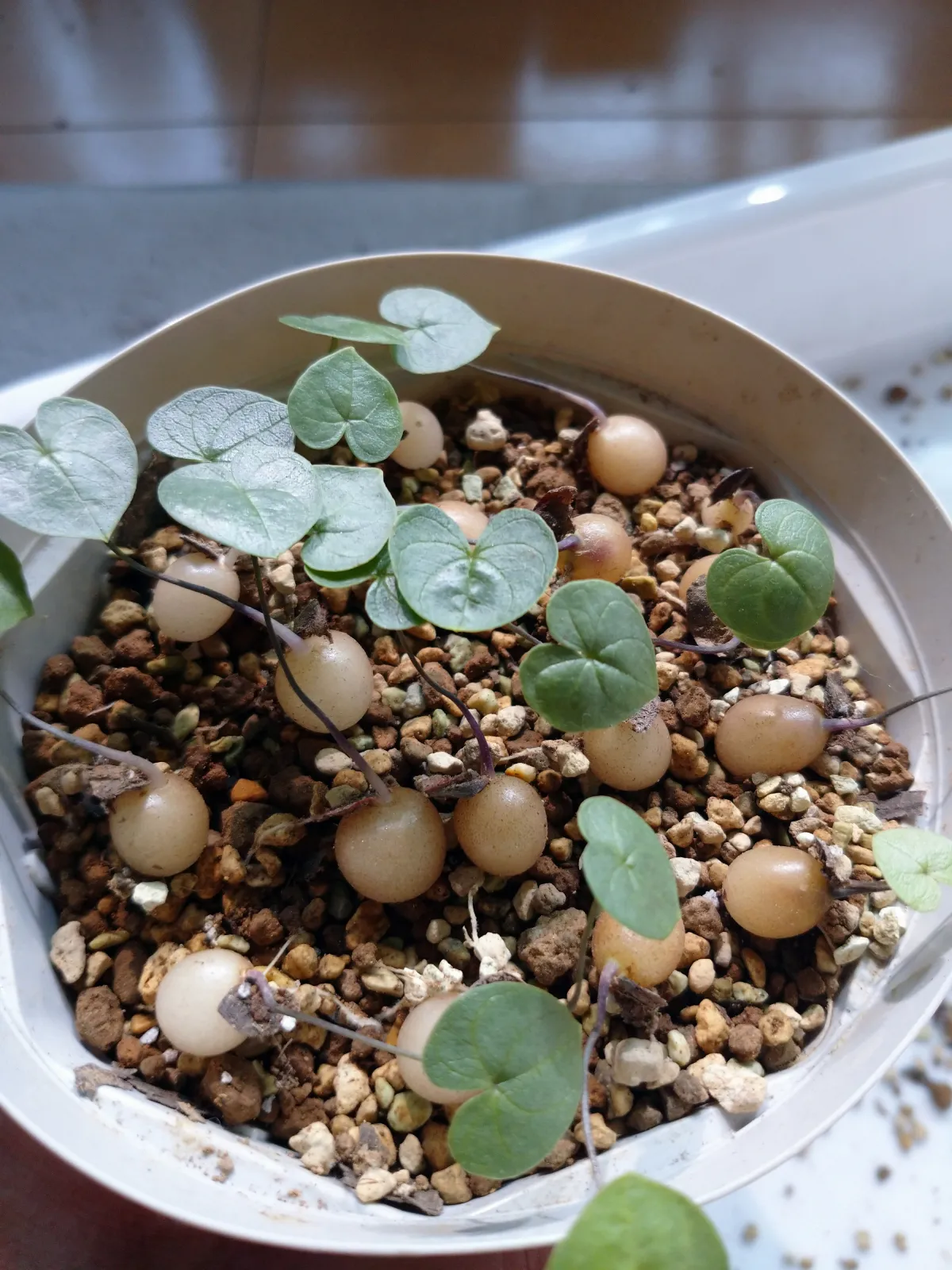 Dioscorea elephantipes (ディオスコレア エレファンティペス)