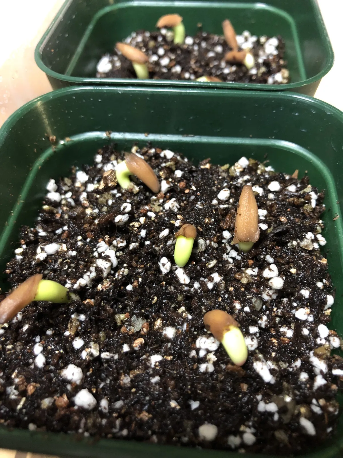 Adenium arabicum Black stem (アデニウム アラビカム ブラックステム)
