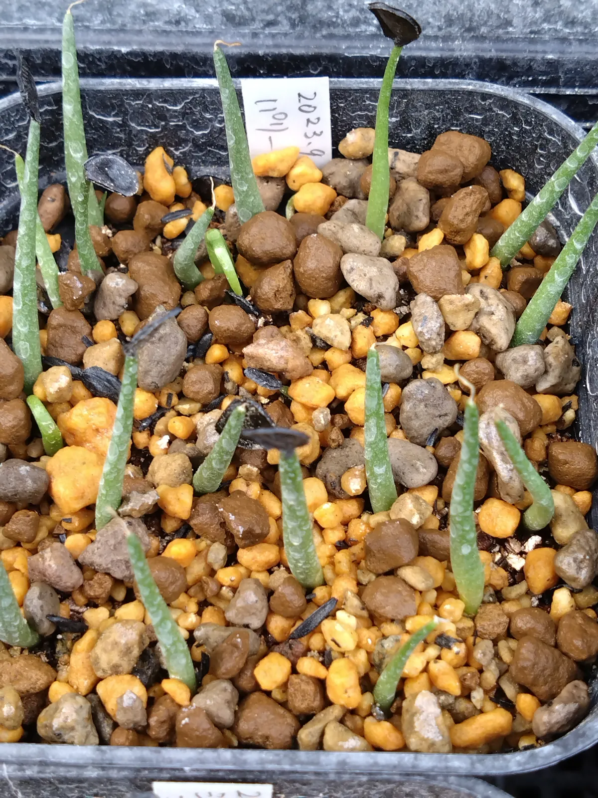 Agave parryi ssp. parryi (アガベ パリー)